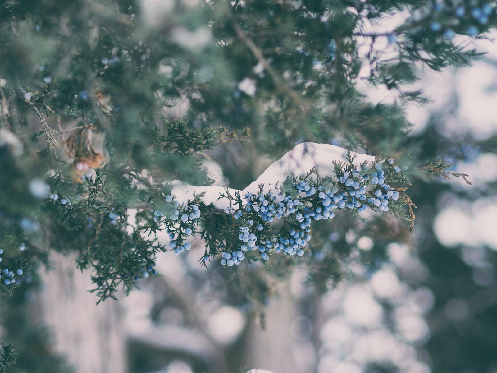 shallow focus photography of blue flowers with green leaves