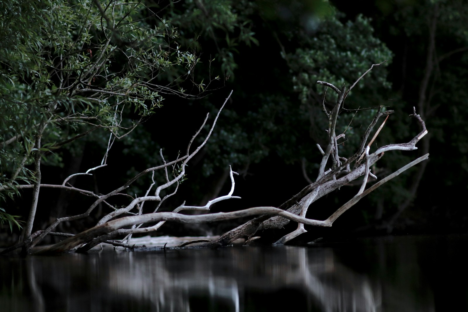 leafless tree in body of water during daytime